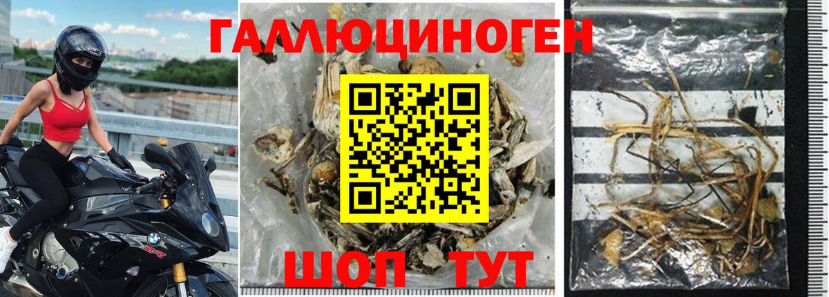 Псилоцибиновые грибы Psilocybine cubensis  Вход с VPN  Галлюциногенные грибы мицелий  Усть-Джегута 